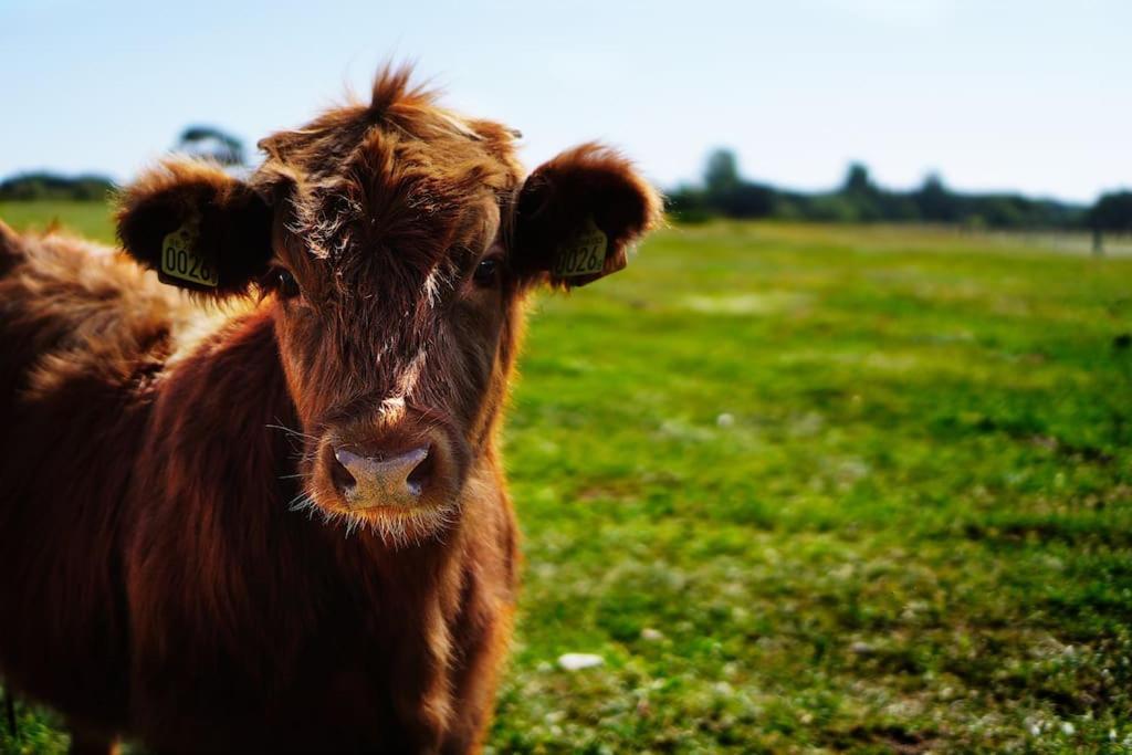 Gite De Charme A La Ferme - Duplex Landrévarzec Eksteriør billede